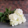 Букет из 7 роз белый (60см)