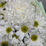 9 белых хризантем