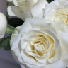 15 белых роз