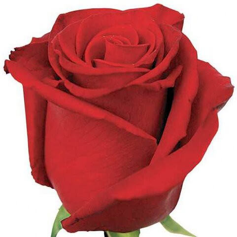Красная роза (50см)