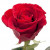 Красная роза (70см)
