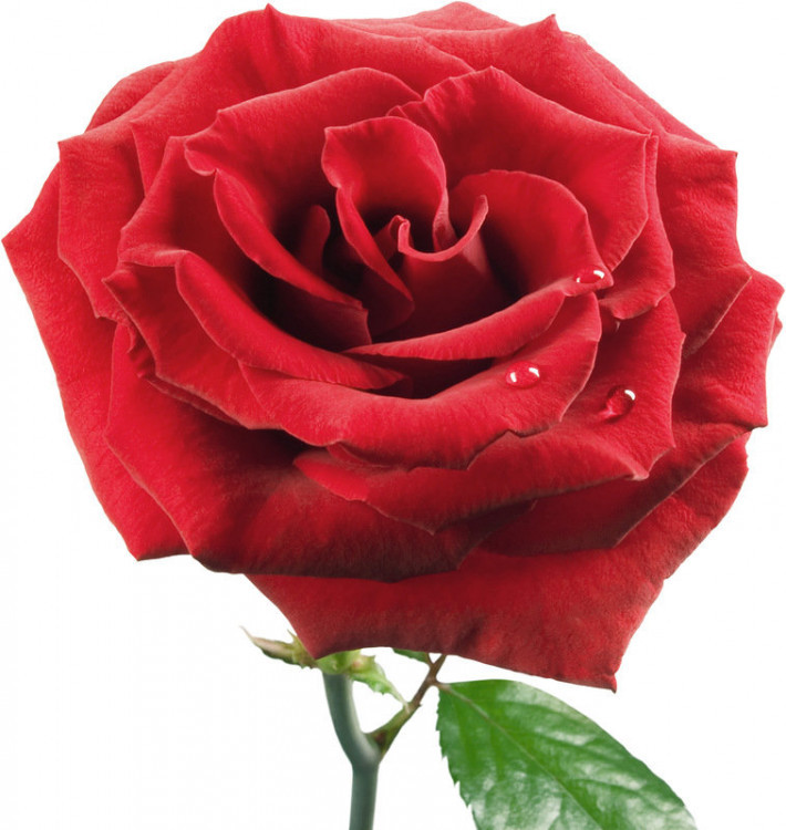 Красная роза (100см)
