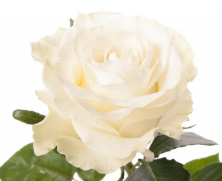 Роза 50 см в ассортименте