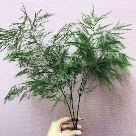 Триферн