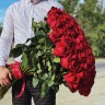 Букет из 101 розы (60см)